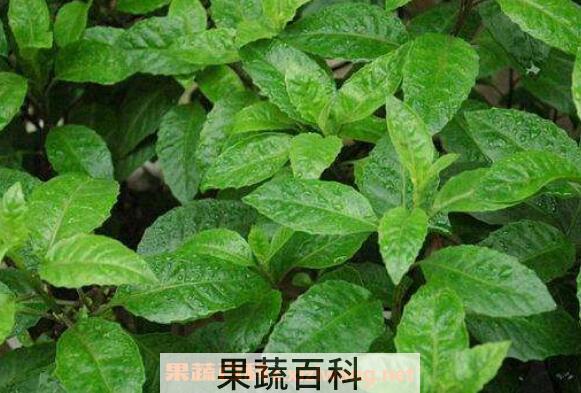 白子菜可以生吃吗 白子菜怎么吃 白子菜的吃法