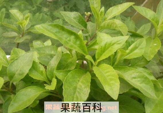 白子菜可以生吃吗 白子菜怎么吃 白子菜的吃法
