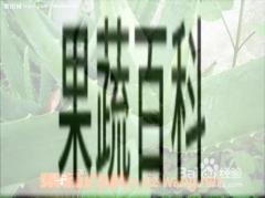 果蔬百科芦荟