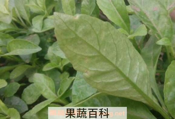 白子菜的功效与作用 白子菜的副作用
