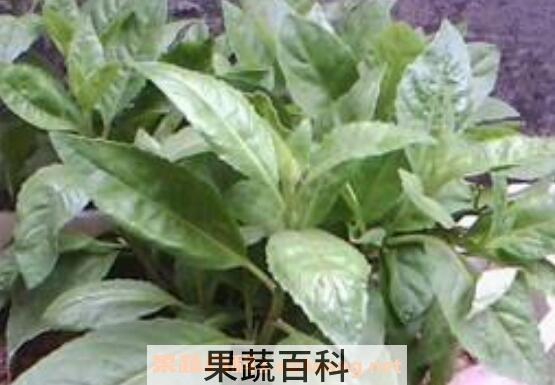 白子菜的功效与作用 白子菜的副作用