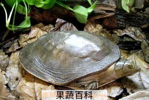 野生甲鱼怎么辨识 野生甲鱼的养殖方法