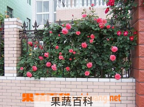 果蔬百科藤本月季养殖方法