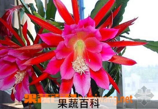 果蔬百科令箭荷花的养殖方法