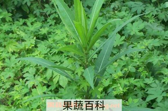 山莴苣有什么作用 山莴苣的功效与作用