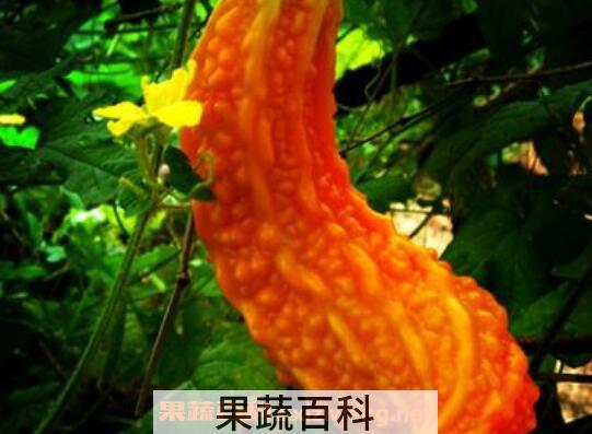 金癞瓜的营养价值 金癞瓜的药用价值