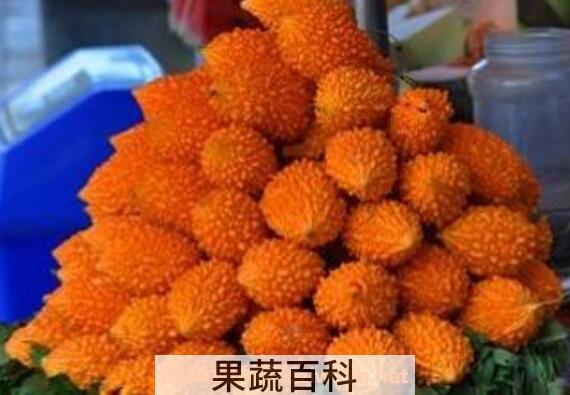 金癞瓜的营养价值 金癞瓜的药用价值