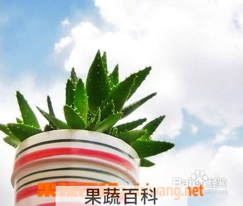 果蔬百科芦荟的养殖方法