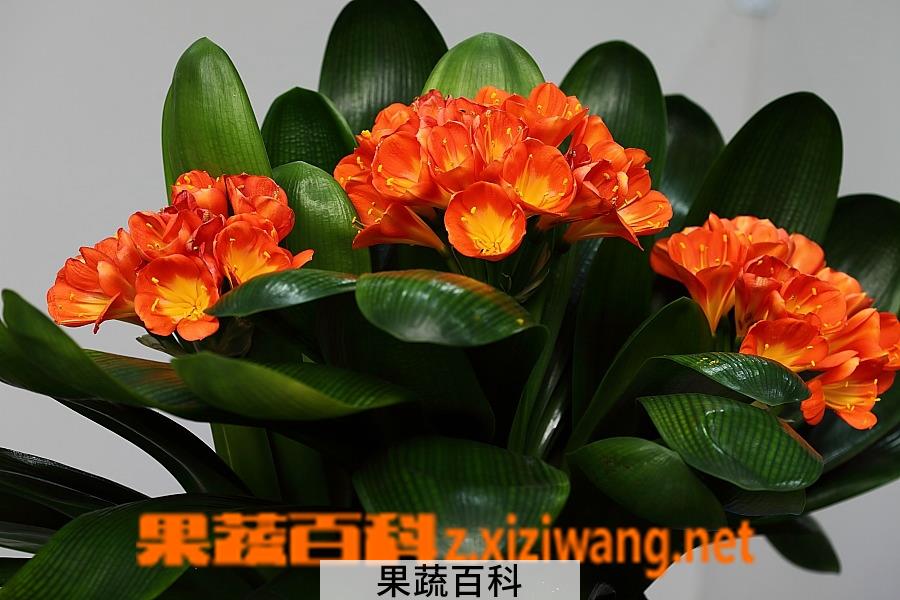 果蔬百科君子兰养殖方法和注意事项