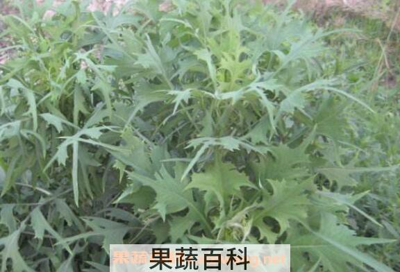 野莴苣与山莴苣的区别 山莴苣的功效作用