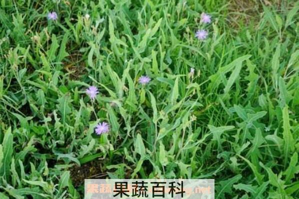 野莴苣与山莴苣的区别 山莴苣的功效作用