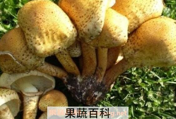 蜜环菌的功效与作用