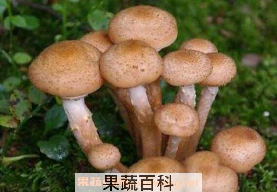 蜜环菌的功效与作用