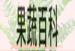 果蔬百科金钱树