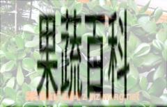 果蔬百科玉树