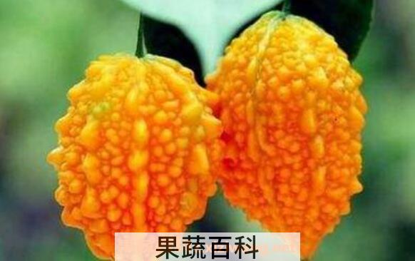 金癞瓜的功效与作用