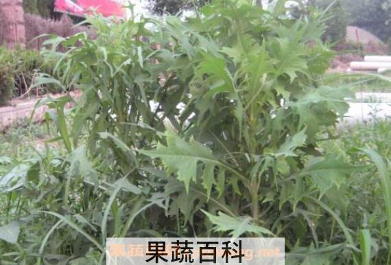 野莴苣怎么食用 野莴苣的食用方法