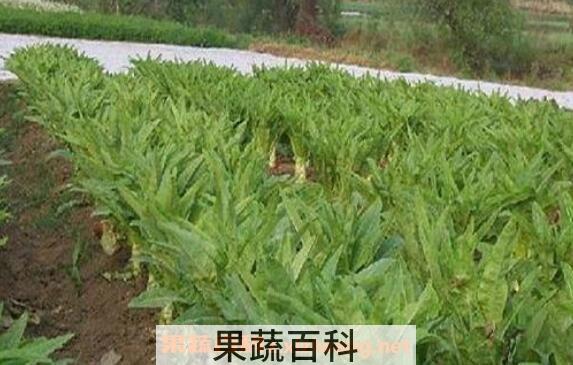 野莴苣怎么食用 野莴苣的食用方法