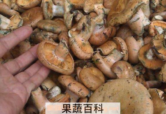 野生枞菌怎么做好吃 枞菌的做法窍门