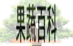 果蔬百科罗汉松