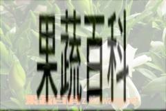 果蔬百科桅子花