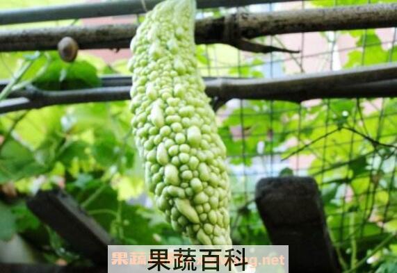 癞瓜和苦瓜的区别 癞瓜怎么吃好