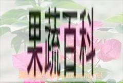 果蔬百科三角梅