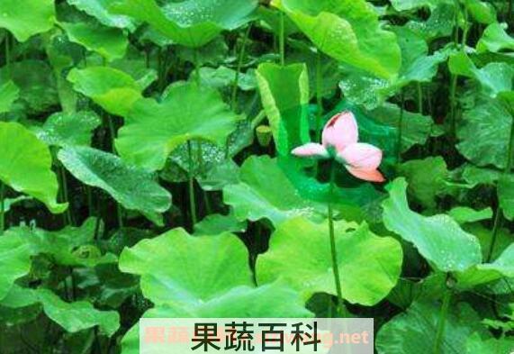 荷叶的功效与作用及药用价值