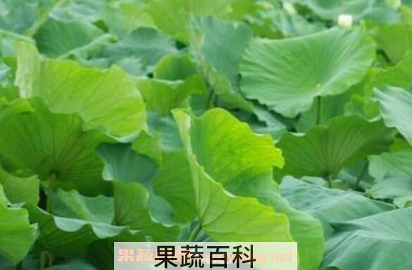 荷叶的功效与作用及药用价值