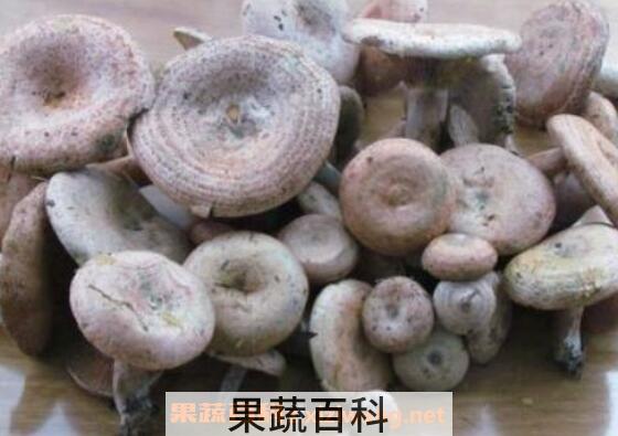 枞菌的功效与作用 枞菌怎么保存