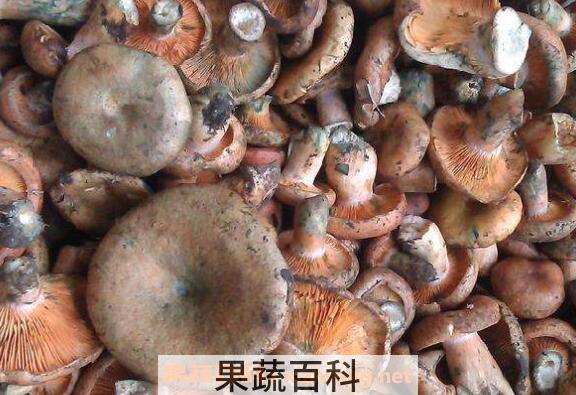 枞菌的功效与作用 枞菌怎么保存