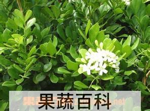 果蔬百科九里香