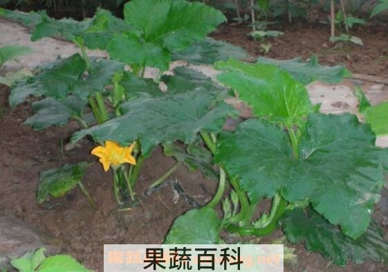 南瓜秧的功效与作用