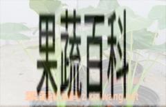果蔬百科滴水观音