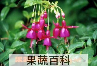 果蔬百科倒挂金钟