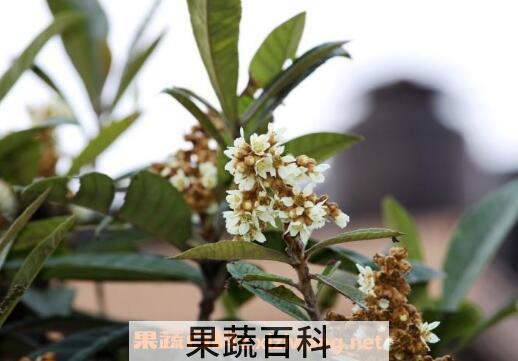 枇杷花的功效与作用及药用价值