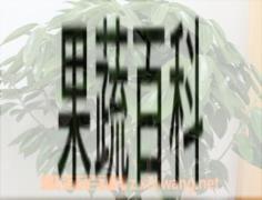 果蔬百科平安树