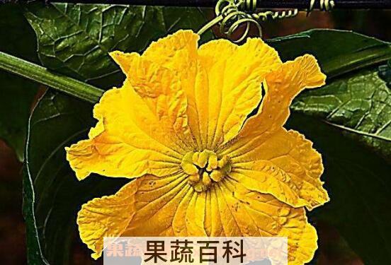丝瓜花可以吃吗 丝瓜花的功效与作用