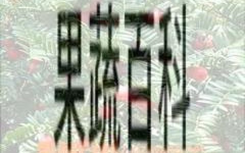 盆栽红豆杉的养殖方法和注意事项 家养红豆杉的养殖方法和注意事项