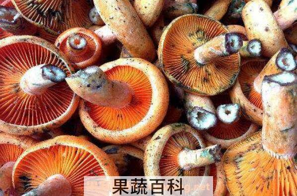 枞菌不能和什么一起吃 枞菌怎么做好吃