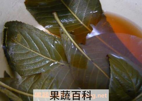 枇杷叶煮水的功效 喝了枇杷叶煮水的禁忌
