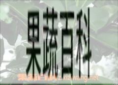 果蔬百科橡皮树