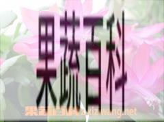 果蔬百科蟹爪兰