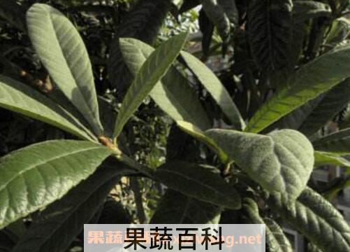 枇杷叶的功效与作用及药用价值