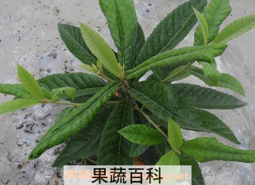 枇杷叶的功效与作用及药用价值