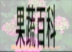 果蔬百科绣球花