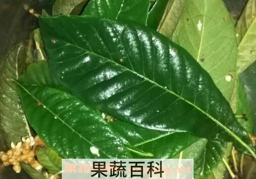 枇杷叶怎么去毛 枇杷叶上的毛怎么清洗
