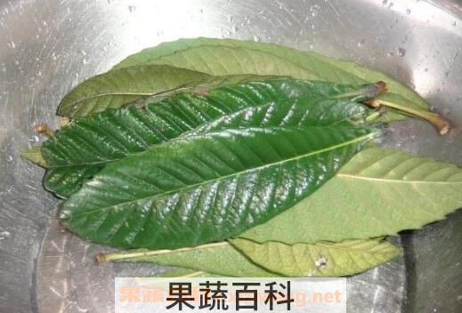 枇杷叶怎么去毛 枇杷叶上的毛怎么清洗