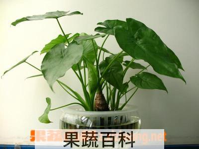 果蔬百科滴水观音的养殖方法