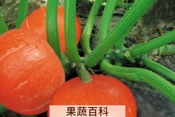 南瓜根的功效与作用 南瓜根熬水的作用